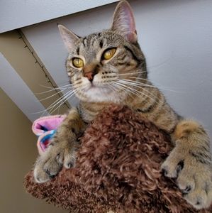 Meet your Posher, Paul